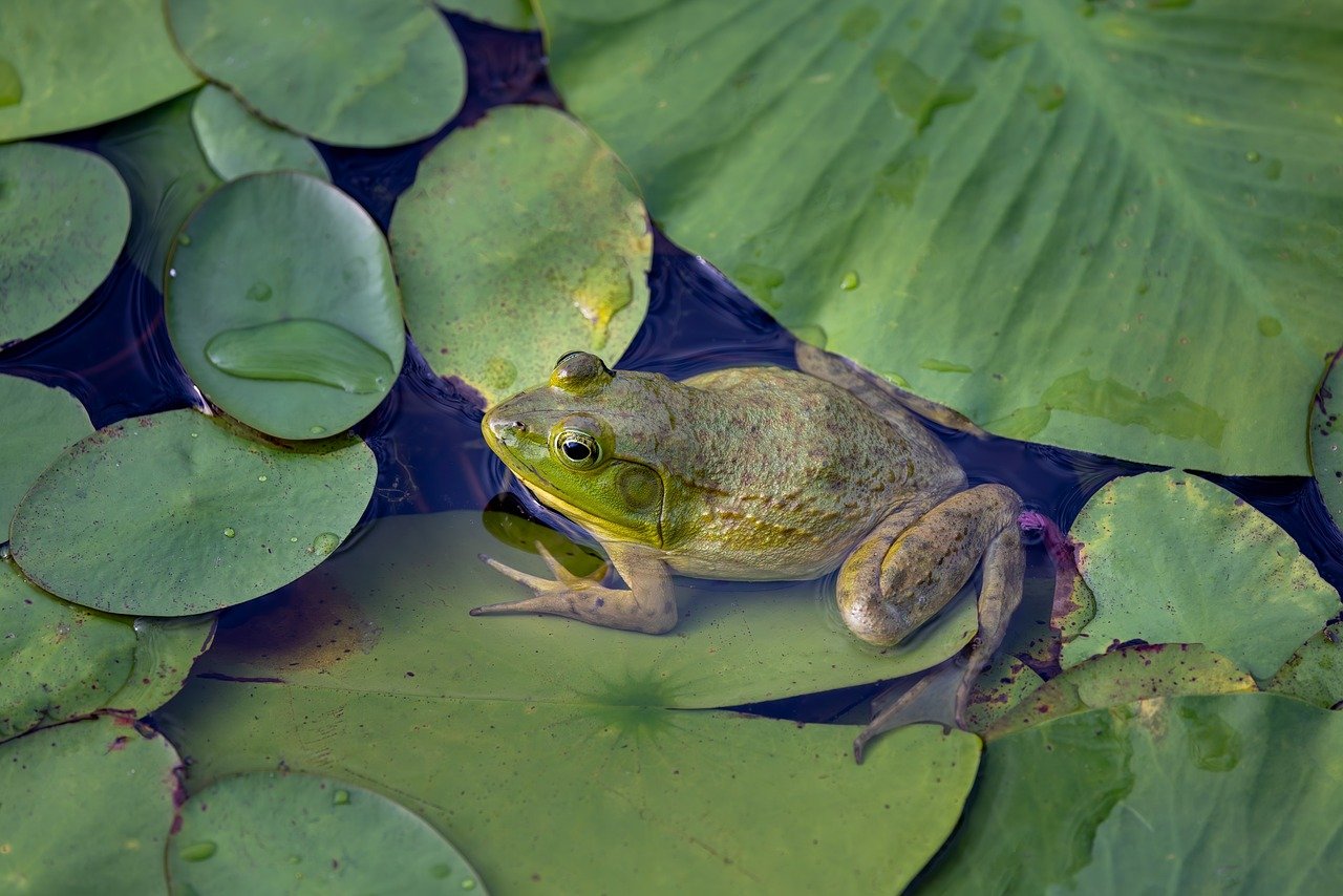 Grenouille dans une mare entourée de nénuphar